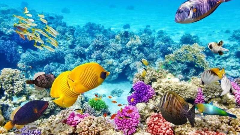 Great Barrier Reef: Keindahan Terumbu Karang Terbesar Dunia