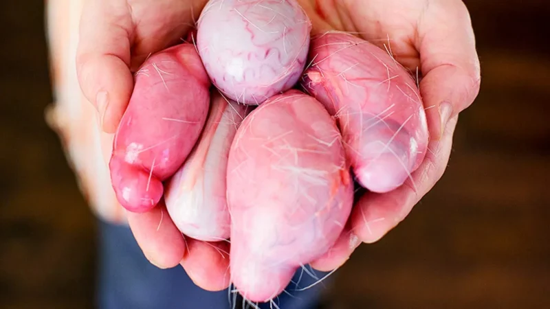 10 Makanan Ekstrem Dunia: Berani Coba?