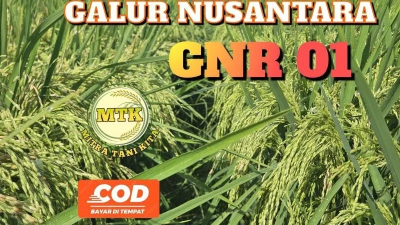 Panen Jadi Pulen dengan Benih Padi Galur Nusantara GNR 01 Kemasan 5KG